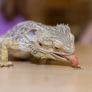 Young scientists learning zoology through interactive experiences